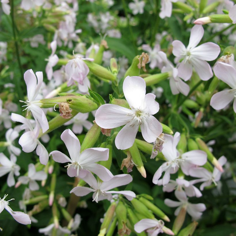 Saponaria officinalis - Saponaire officinale (Floraison)