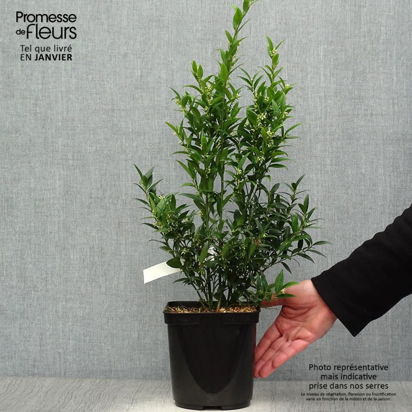 Spécimen de Sarcococca Dragon's gate Pot de 3L/4L tel que livré en hiver