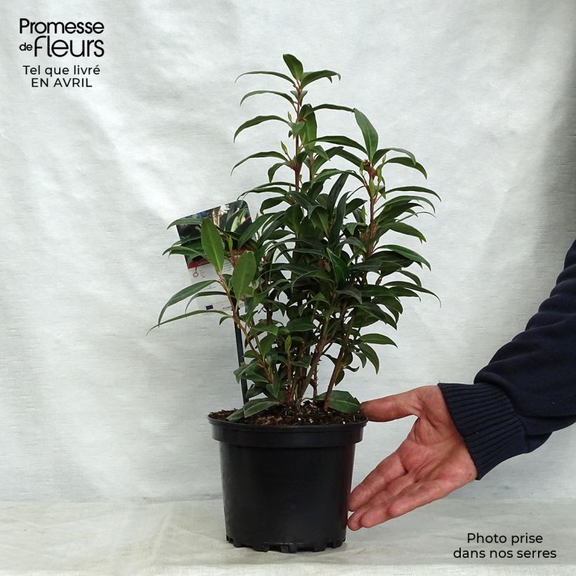 Spécimen de Sarcococca Winter Gem Pot de 2L/3L tel que livré au printemps