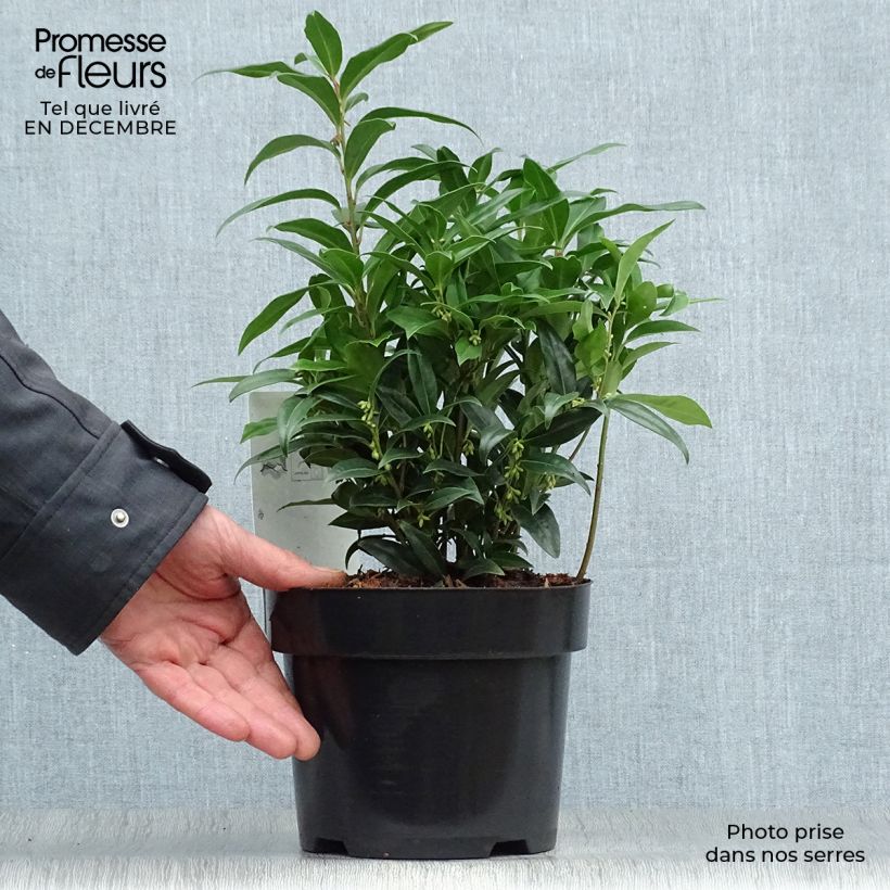 Spécimen de Sarcococca Winter Gem Pot de 2L/3L tel que livré en hiver