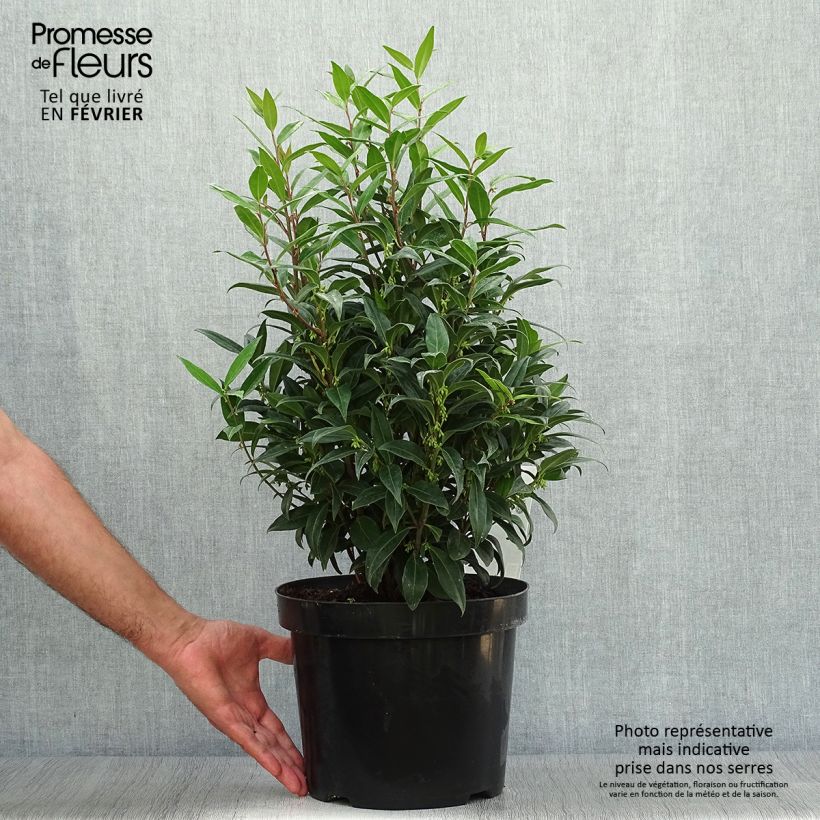 Spécimen de Sarcococca Winter Gem Pot de 7,5L/10L tel que livré en automne