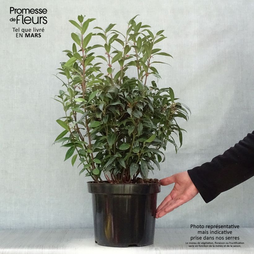 Spécimen de Sarcococca Winter Gem Pot de 7,5L/10L tel que livré au printemps