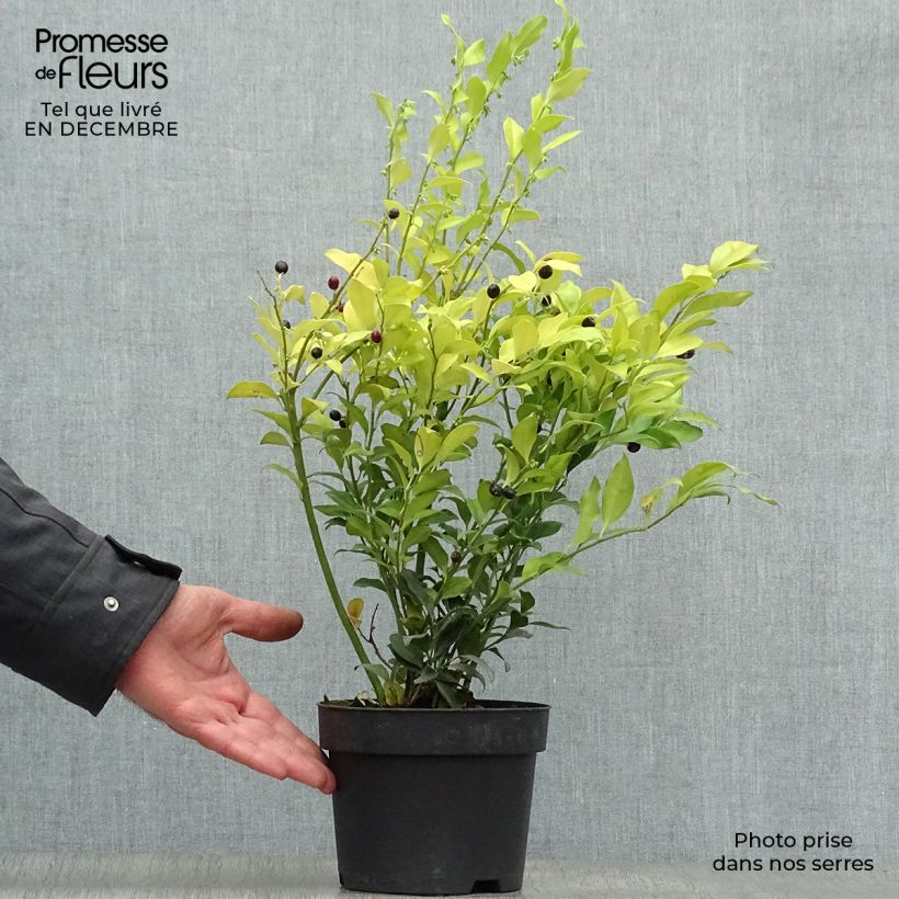 Spécimen de Sarcococca confusa Pot de 2L/3L tel que livré en hiver