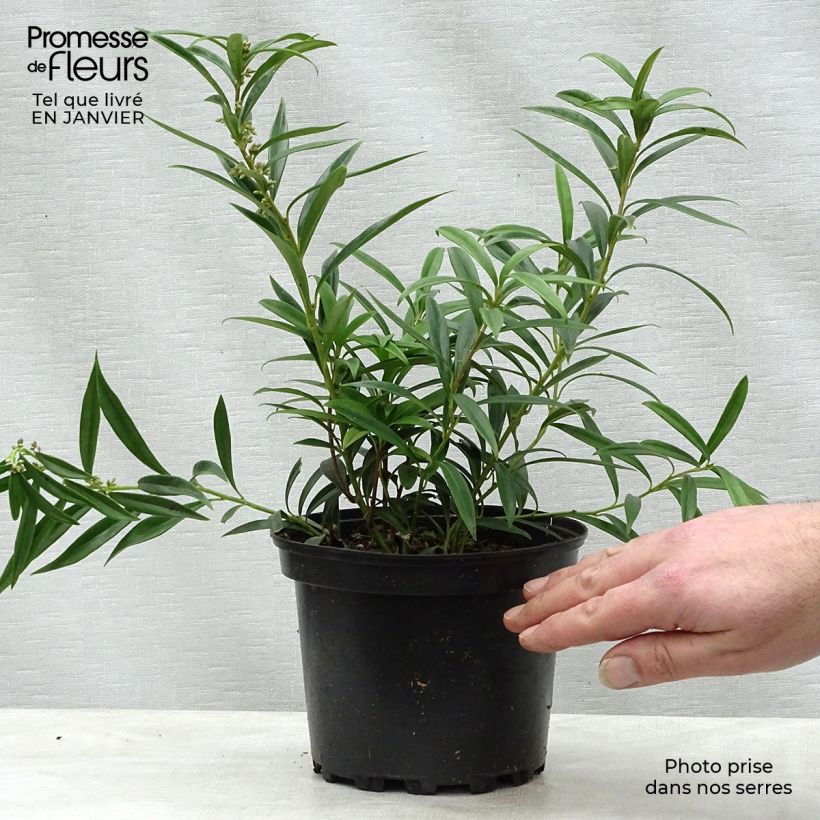Spécimen de Sarcococca hookeriana Digyna Pot de 2L/3L tel que livré en hiver