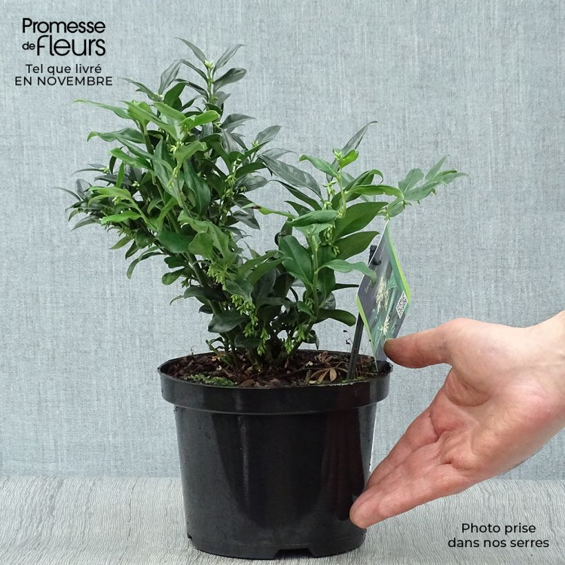 Spécimen de Sarcococca hookeriana Pot de 2L/3L tel que livré en automne
