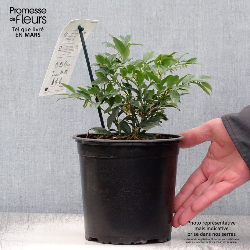 Spécimen de Sarcococca hookeriana Pot de 2L/3L tel que livré au printemps