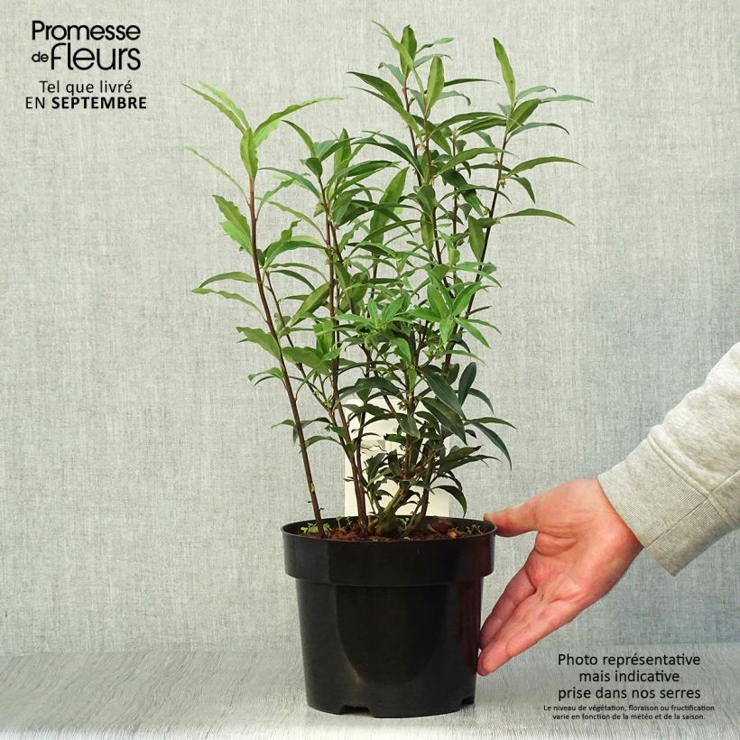 Spécimen de Sarcococca hookeriana Purple Stem Pot de 2L/3L tel que livré en automne