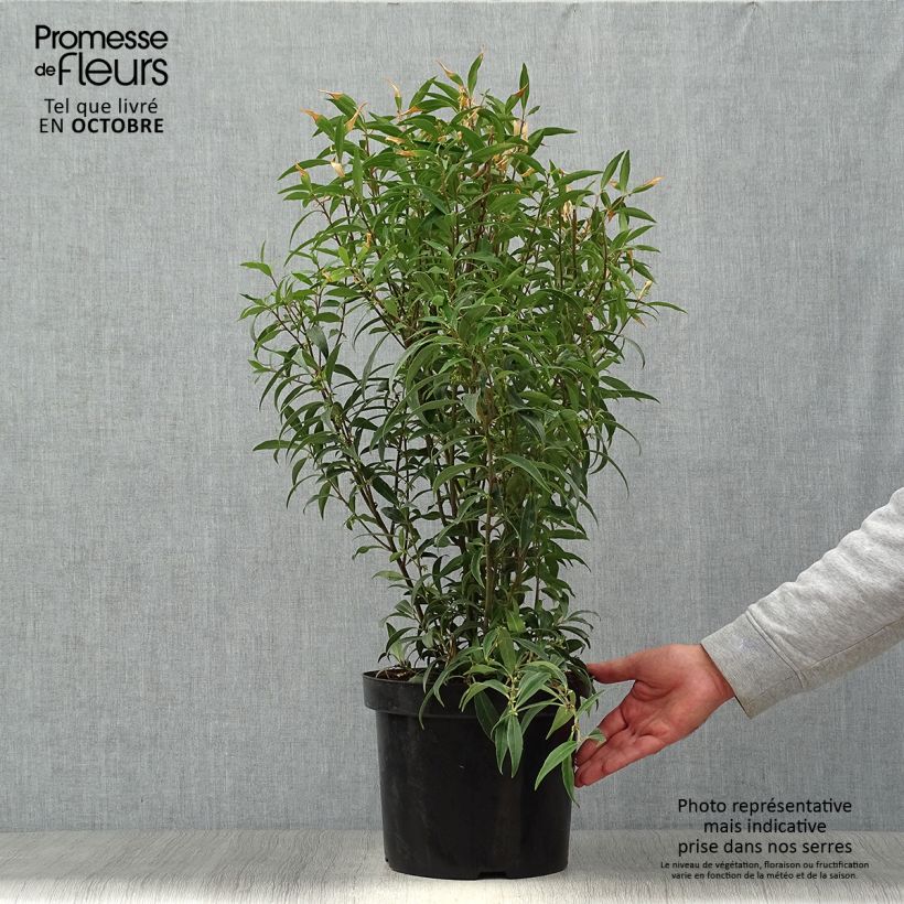 Spécimen de Sarcococca hookeriana Purple Stem Pot de 7,5L/10L tel que livré en automne