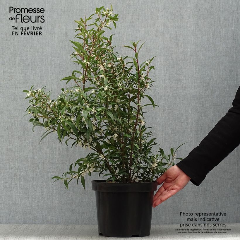 Spécimen de Sarcococca hookeriana Purple Stem Pot de 7,5L/10L tel que livré en hiver