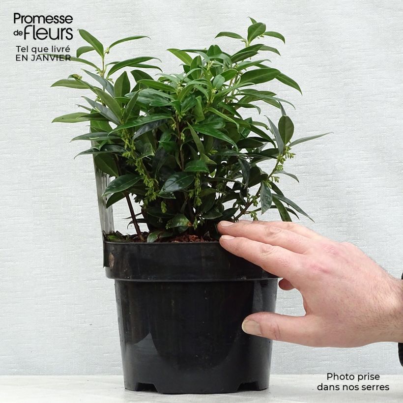 Spécimen de Sarcococca hookeriana humilis Pot de 2L/3L tel que livré en hiver
