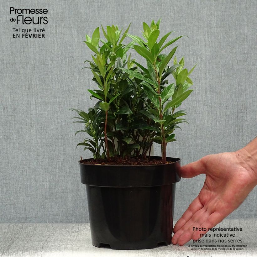 Spécimen de Sarcococca hookeriana humilis Pot de 2L/3L tel que livré en automne