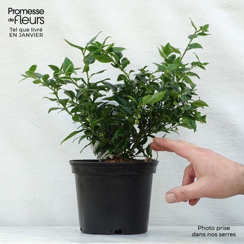 Spécimen de Sarcococca ruscifolia - Sarcocoque à feuilles de Ruscus Pot de 2L/3L tel que livré en hiver