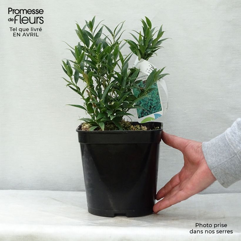 Spécimen de Sarcococca Dragon's gate Pot de 3L/4L tel que livré au printemps