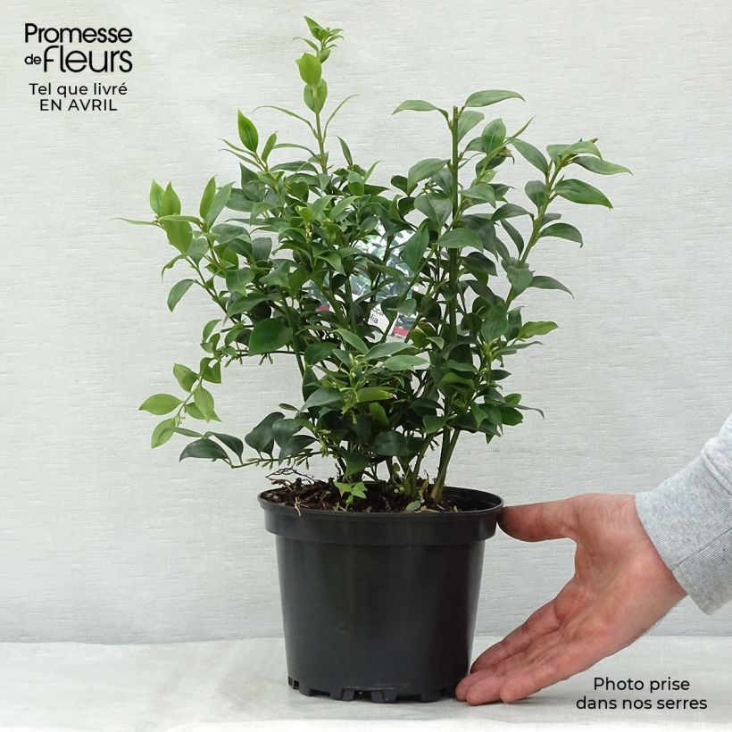 Sarcococca ruscifolia 2L/3L pot sample as delivered in spring