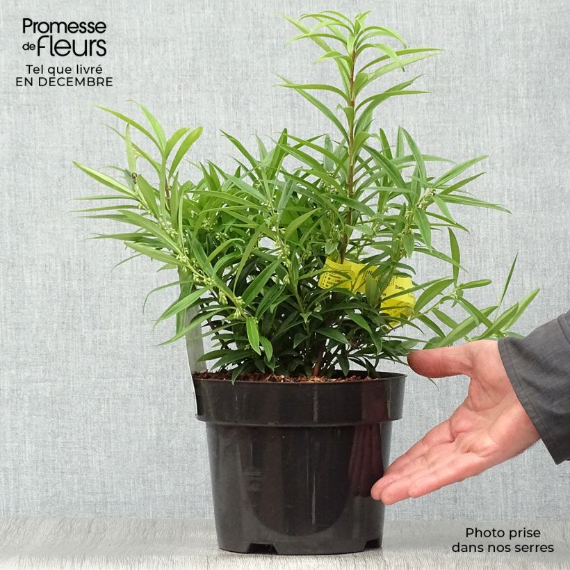 Spécimen de Sarcococca saligna - Sarcocoque à feuilles de saule Pot de 2L/3L tel que livré en hiver