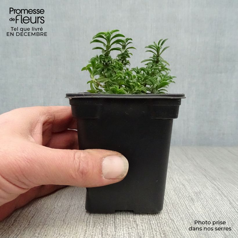 Spécimen de Sarriette vivace - Satureja montana Godet de 7/8 cm tel que livré en hiver