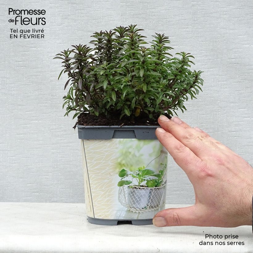 Spécimen de Sarriette vivace en plant BIO Pot de 1L/1,5L tel que livré en hiver