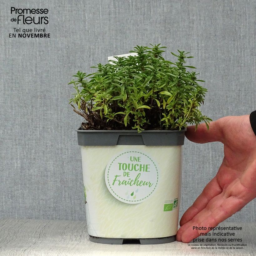 Spécimen de Sarriette vivace en plant BIO Pot de 1L/1,5L tel que livré en automne