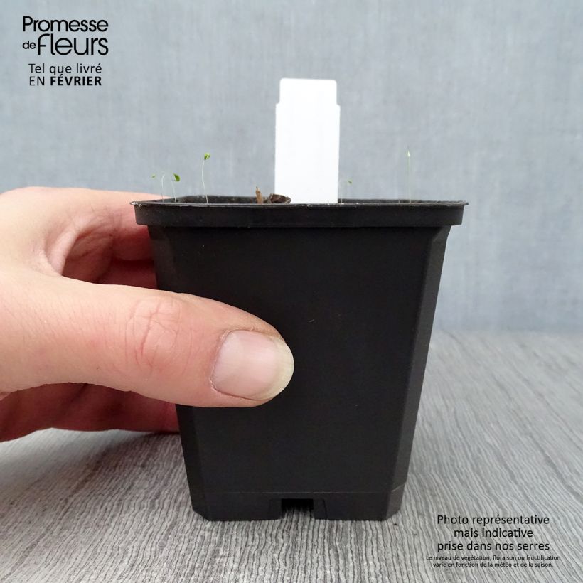 Spécimen de Saruma henryi Godet de 8/9 cm tel que livré en hiver