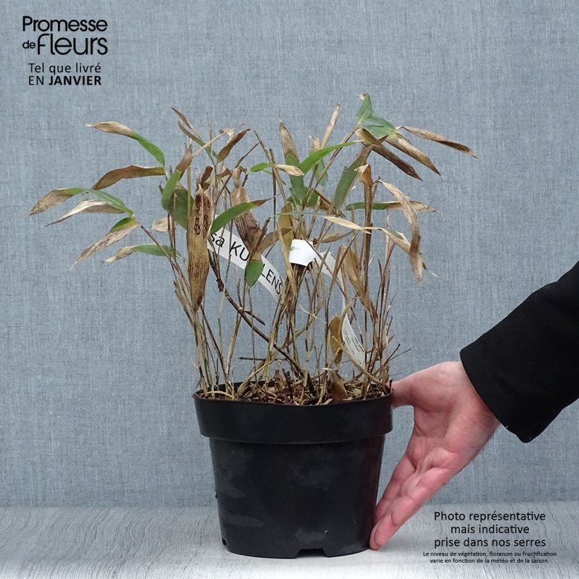 Spécimen de Sasa kurilensis - Bambou nain Pot de 2L/3L tel que livré en hiver