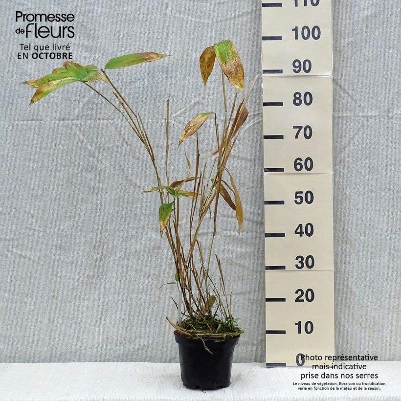 Spécimen de Sasa palmata Nebulosa - Petit bambou Pot de 2L/3L tel que livré en automne