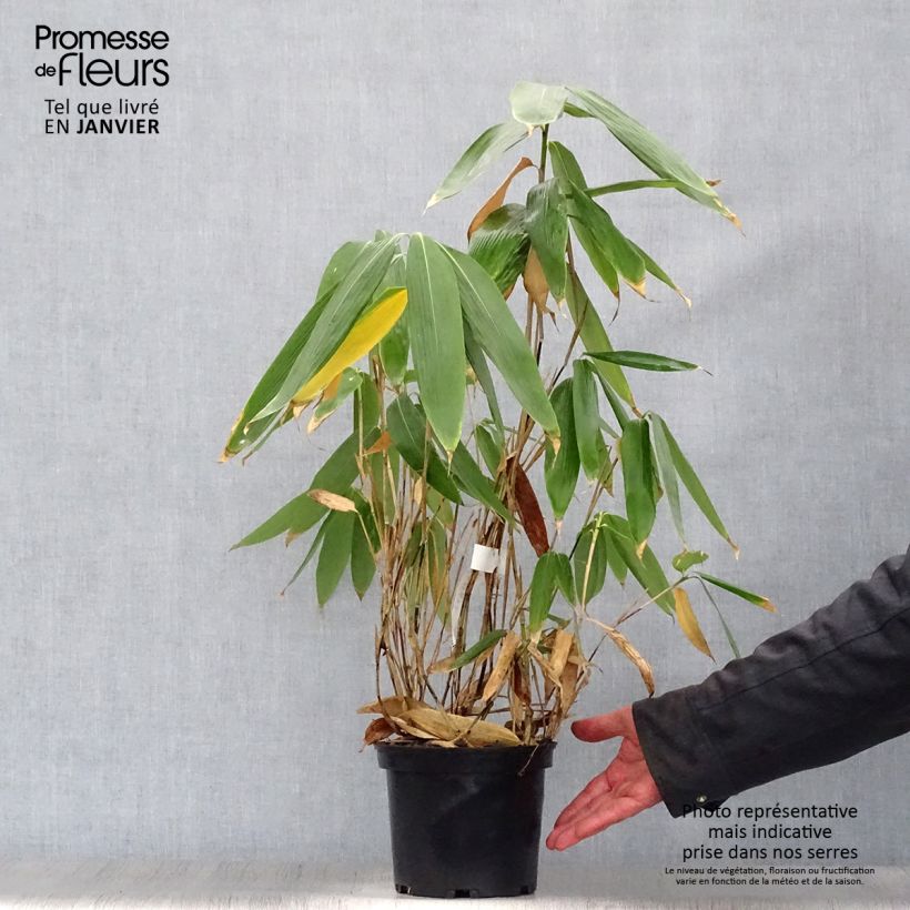 Spécimen de Sasa palmata Nebulosa - Petit bambou Pot de 2L/3L tel que livré en hiver
