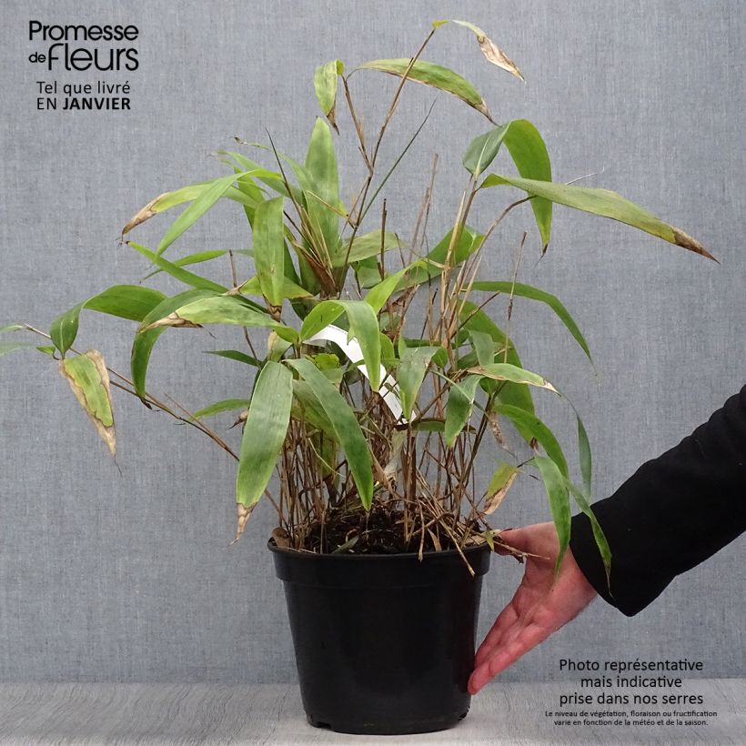 Spécimen de Sasa tessellata - Bambou nain Pot de 3L/4L tel que livré en hiver
