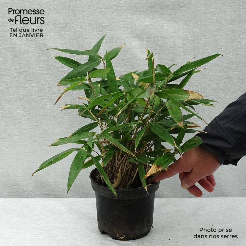 Spécimen de Sasa tsuboiana - Bambou nain Pot de 2L/3L tel que livré en hiver