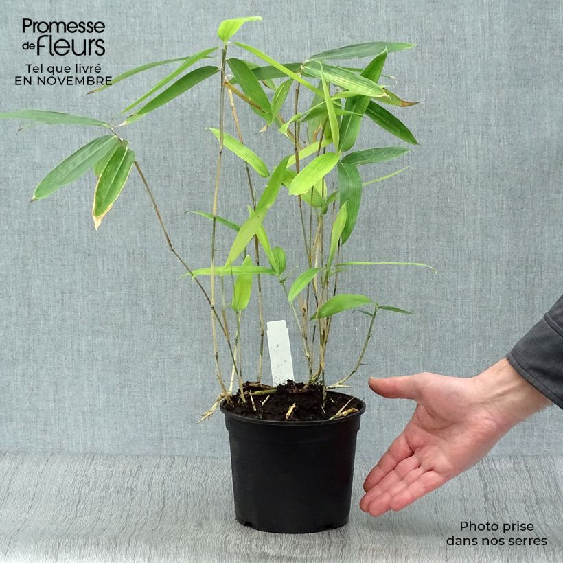 Spécimen de Sasa tsuboiana - Bambou nain Pot de 2L/3L tel que livré en automne