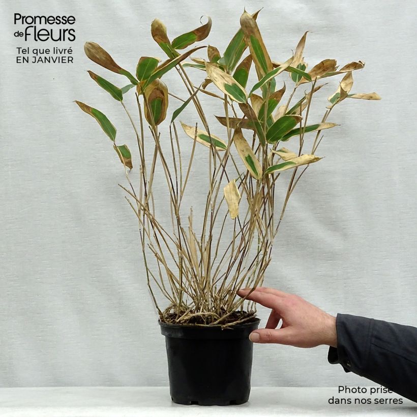 Spécimen de Sasa veitchii - Bambou nain Pot de 2L/3L tel que livré en hiver