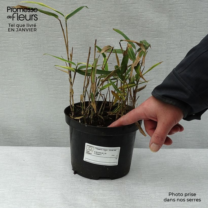 Spécimen de Sasaella masamuneana Albostriata - Bambou nain Pot de 2L/3L tel que livré en hiver