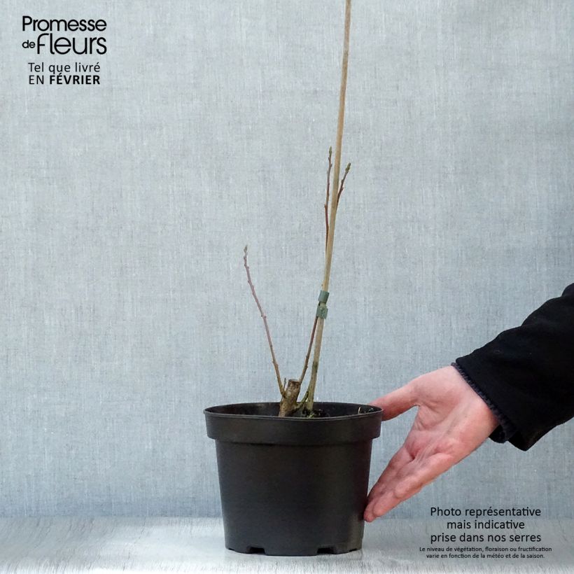 Spécimen de Sassafras albidum - Laurier des Iroquois Pot de 3L/4L tel que livré en hiver