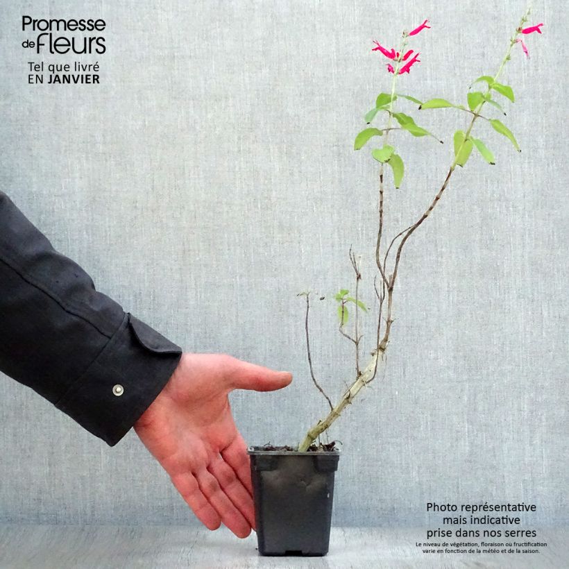 Spécimen de Sauge Ananas - Salvia elegans Godet de 7/8 cm tel que livré en hiver