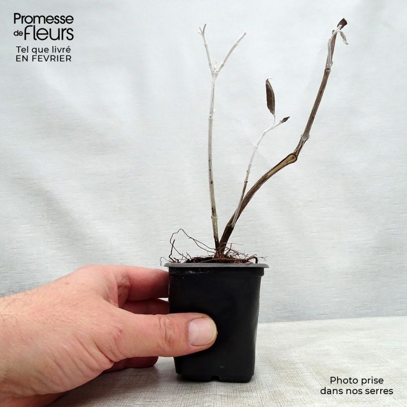 Spécimen de Sauge Cassis - Salvia discolor  Godet de 7/8 cm tel que livré en hiver