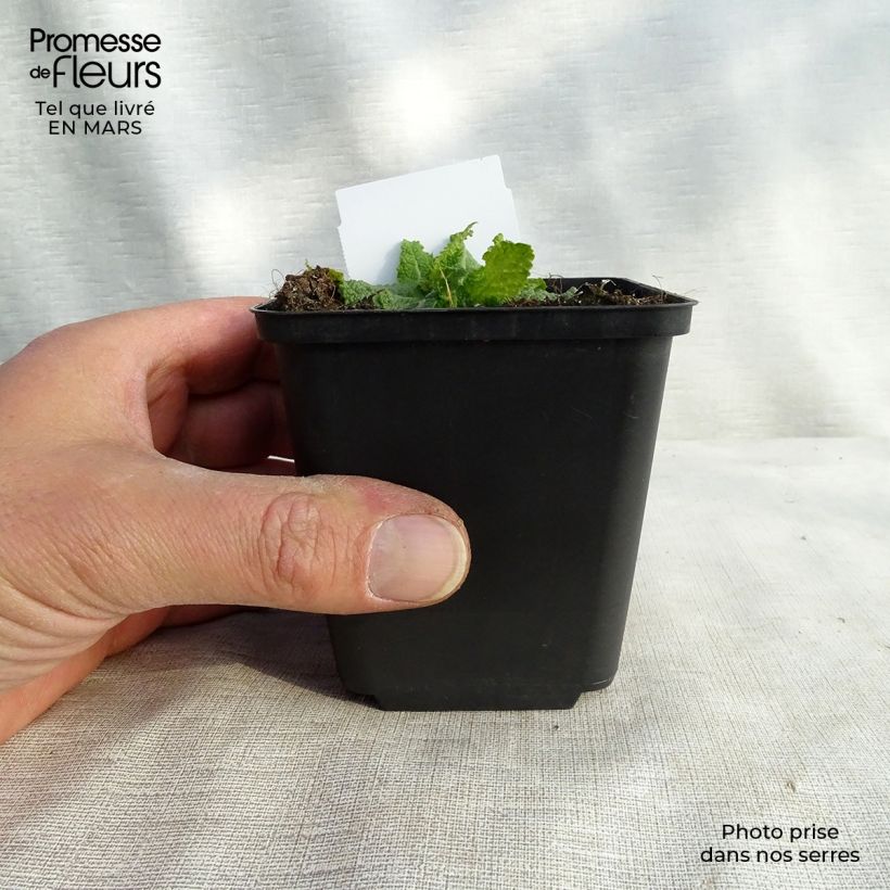 Spécimen de Sauge Crystal Blue - Sauge des bois. Godet de 8/9 cm tel que livré en hiver