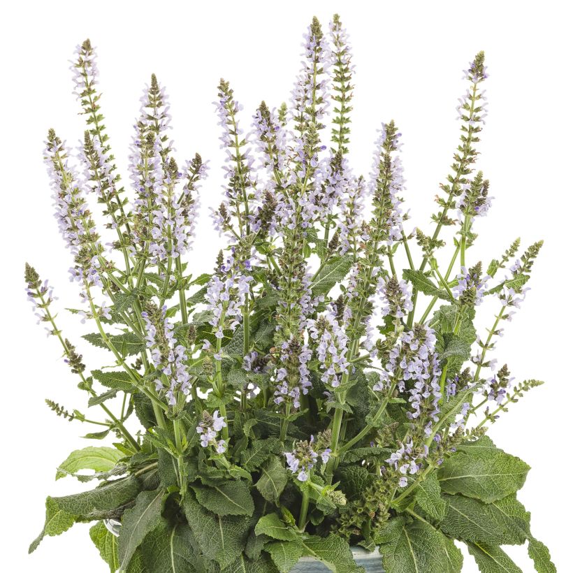 Sauge Crystal Blue - Sauge des bois. (Floraison)