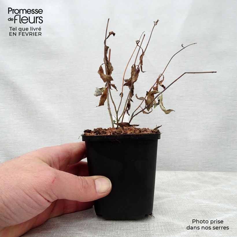 Spécimen de Sauge, Salvia uliginosa African Skies Godet de 8/9 cm tel que livré en hiver