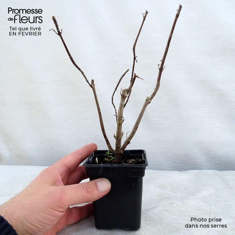 Spécimen de Sauge ananas Golden Delicious Godet de 7/8 cm tel que livré en hiver