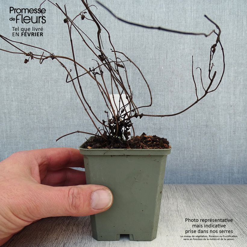 Spécimen de Sauge - Salvia forreri Godet de 8/9 cm tel que livré en hiver