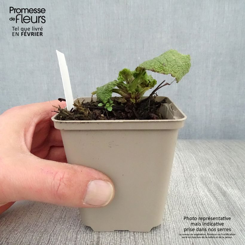 Spécimen de Sauge - Salvia forsskaolei  Godet de 8/9 cm tel que livré en hiver