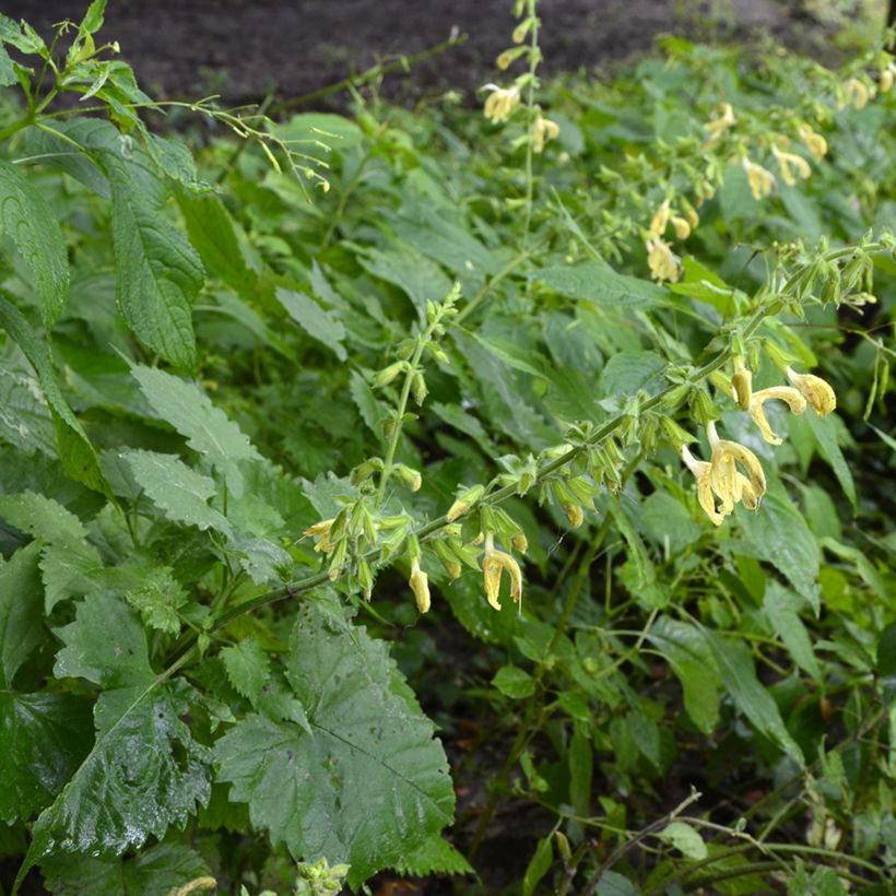 Sauge - Salvia glutinosa (Port)