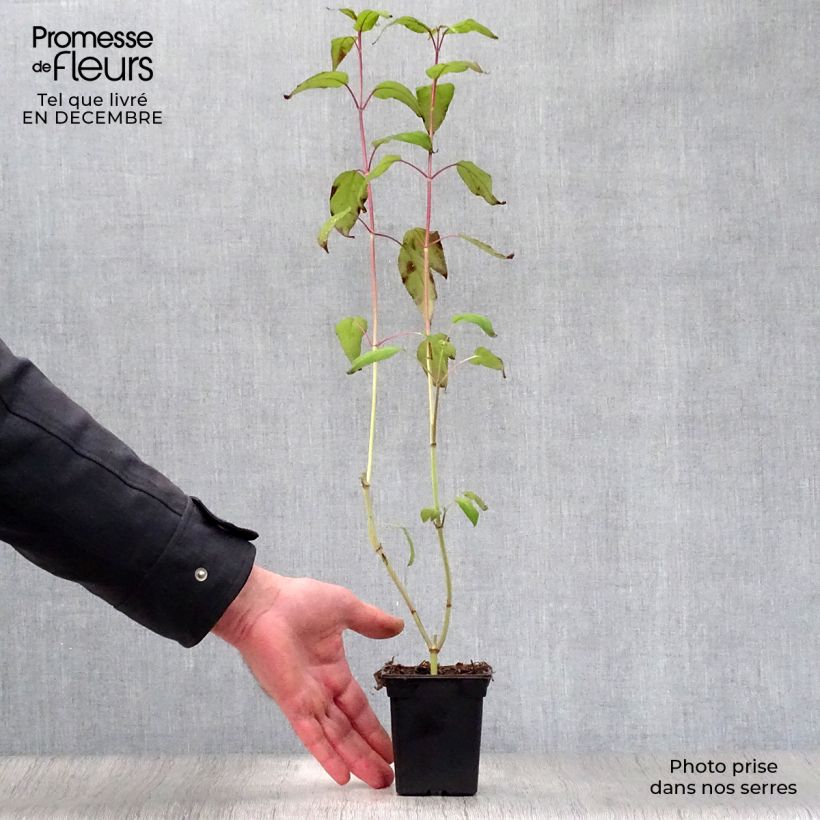 Spécimen de Sauge - Salvia involucrata Bethelii Godet de 7/8 cm tel que livré en hiver