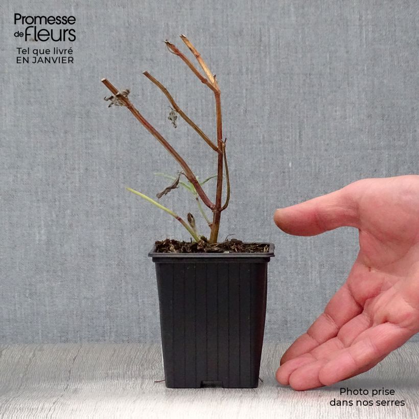 Spécimen de Sauge - Salvia leucantha Godet de 7/8 cm tel que livré en hiver