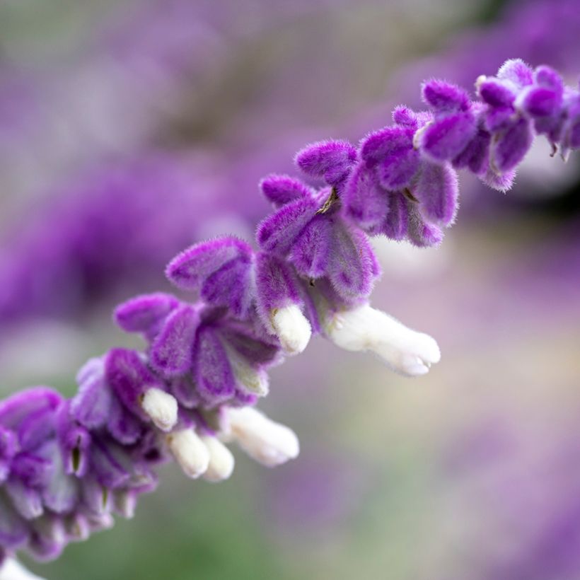 Sauge - Salvia leucantha (Floraison)