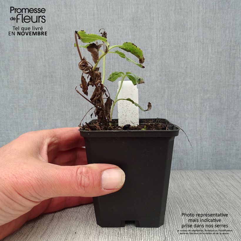 Spécimen de Sauge - Salvia nemorosa Amethyst Godet de 8/9 cm tel que livré en automne