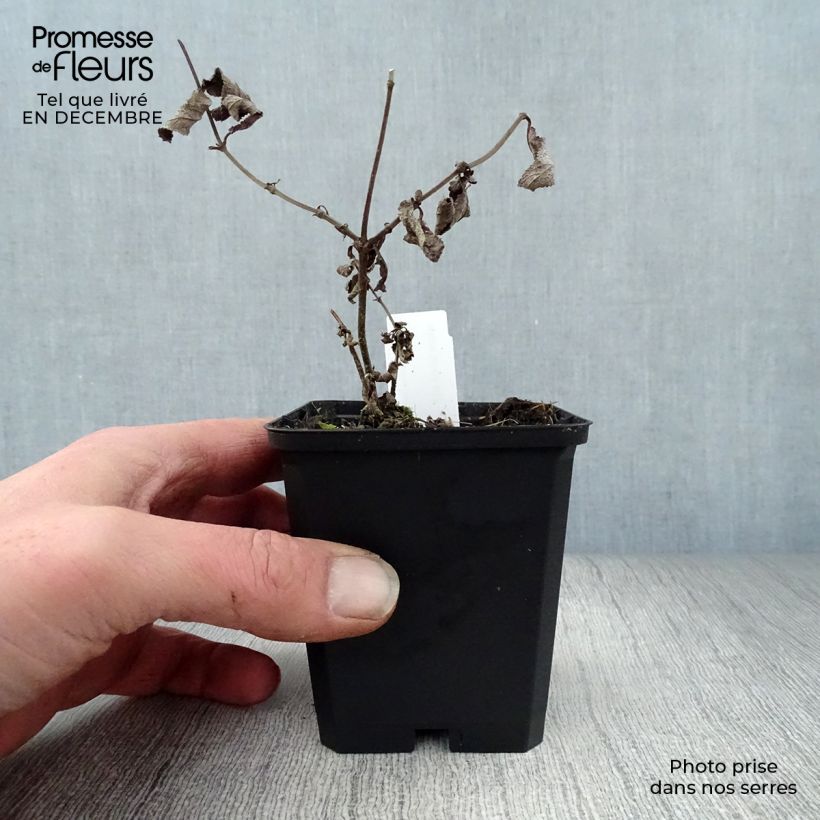 Spécimen de Sauge - Salvia nemorosa Amethyst Godet de 8/9 cm tel que livré en hiver