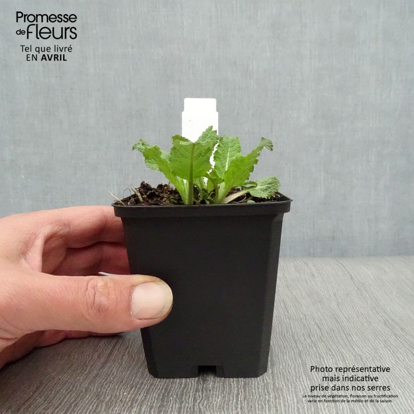 Spécimen de Sauge - Salvia nemorosa Amethyst Godet de 8/9 cm tel que livré au printemps