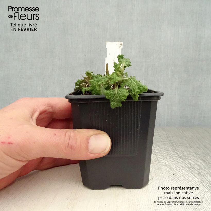 Spécimen de Salvia nemorosa Blauhügel Godet de 8/9 cm tel que livré en hiver