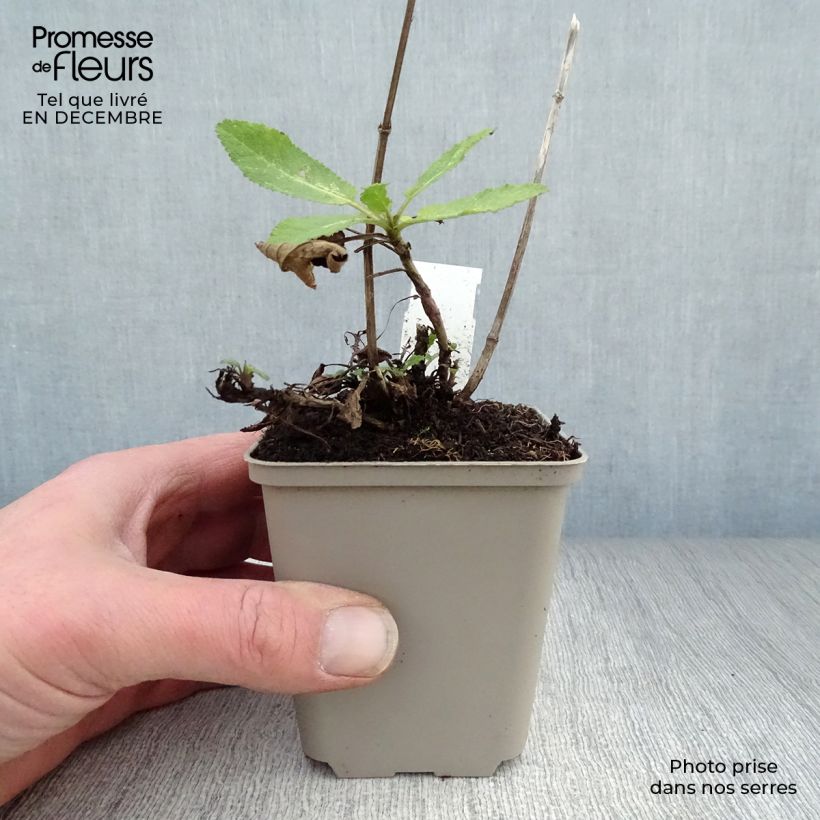 Spécimen de Sauge - Salvia nemorosa Caradonna Godet de 8/9 cm tel que livré en hiver