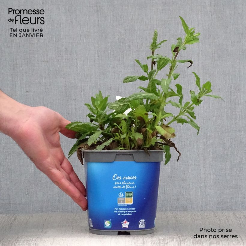 Spécimen de Sauge - Salvia nemorosa Caradonna Pot de 1,5L/2L tel que livré en hiver